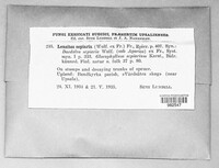 Gloeophyllum sepiarium image